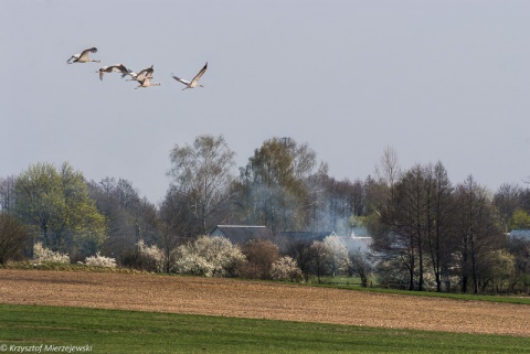 Kliknij na zdjęcie, żeby zobaczyć w pełnych wymiarach