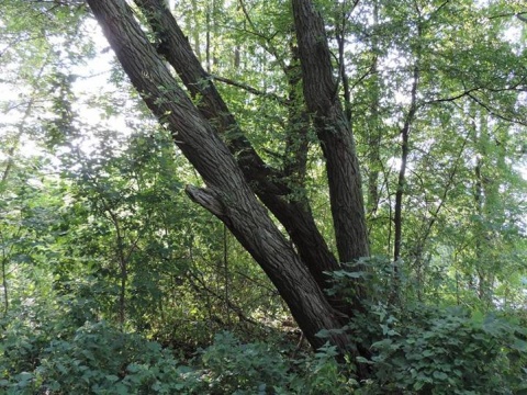 Kliknij na zdjęcie, żeby zobaczyć w pełnych wymiarach