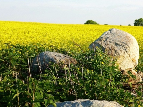 Kliknij na zdjęcie, żeby zobaczyć w pełnych wymiarach