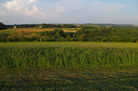 Kliknij na zdjęcie, żeby zobaczyć w pełnych wymiarach