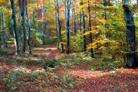 Kliknij na zdjęcie, żeby zobaczyć w pełnych wymiarach