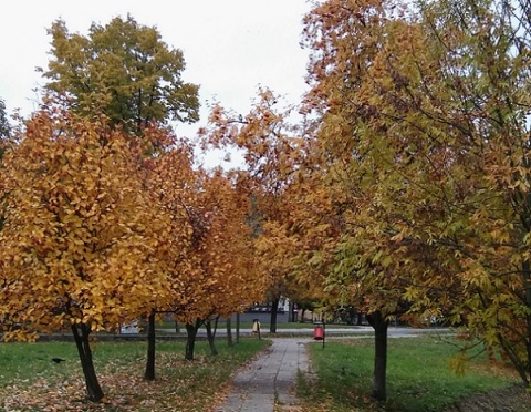 Kliknij na zdjęcie, żeby zobaczyć w pełnych wymiarach