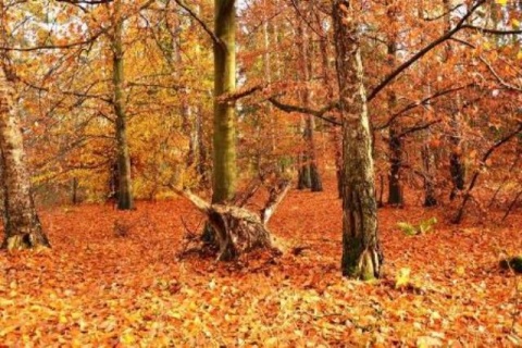 Kliknij na zdjęcie, żeby zobaczyć w pełnych wymiarach