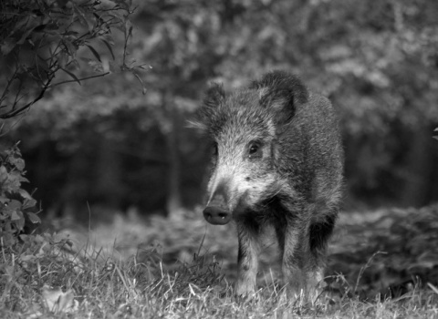 Kliknij na zdjęcie, żeby zobaczyć w pełnych wymiarach