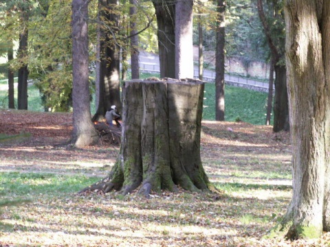 Kliknij na zdjęcie, żeby zobaczyć w pełnych wymiarach