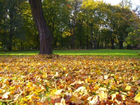 Kliknij na zdjęcie, żeby zobaczyć w pełnych wymiarach