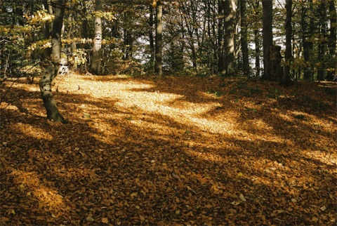 Kliknij na zdjęcie, żeby zobaczyć w pełnych wymiarach