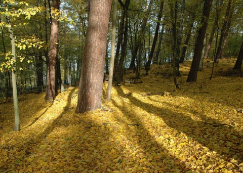 Kliknij na zdjęcie, żeby zobaczyć w pełnych wymiarach