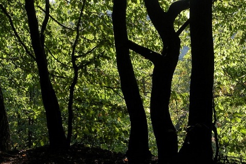 Kliknij na zdjęcie, żeby zobaczyć w pełnych wymiarach