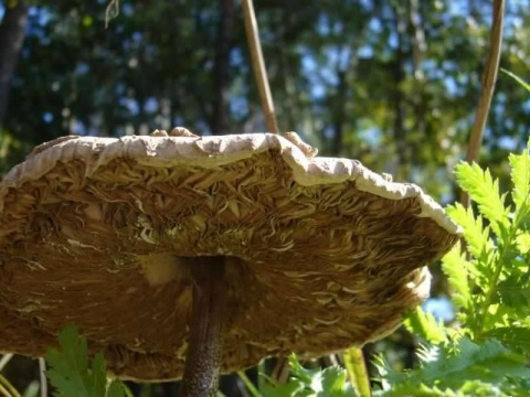 Kliknij na zdjęcie, żeby zobaczyć w pełnych wymiarach