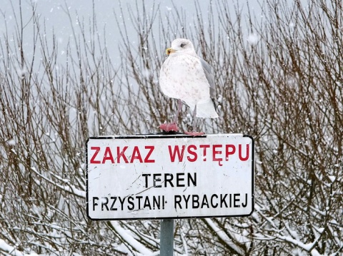 Kliknij na zdjęcie, żeby zobaczyć w pełnych wymiarach