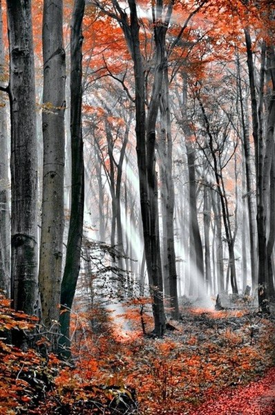 Kliknij na zdjęcie, żeby zobaczyć w pełnych wymiarach