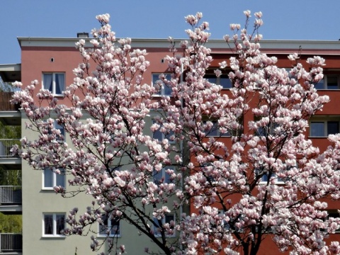 Kliknij na zdjęcie, żeby zobaczyć w pełnych wymiarach