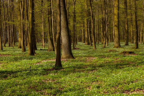 Kliknij na zdjęcie, żeby zobaczyć w pełnych wymiarach