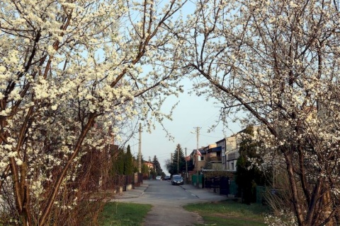 Kliknij na zdjęcie, żeby zobaczyć w pełnych wymiarach