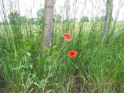 Kliknij na zdjęcie, żeby zobaczyć w pełnych wymiarach