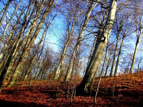 Kliknij na zdjęcie, żeby zobaczyć w pełnych wymiarach