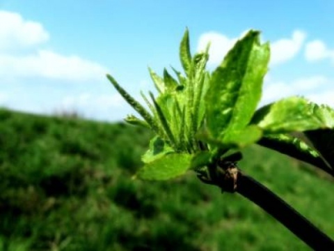 Kliknij na zdjęcie, żeby zobaczyć w pełnych wymiarach