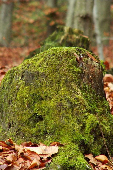 Kliknij na zdjęcie, żeby zobaczyć w pełnych wymiarach