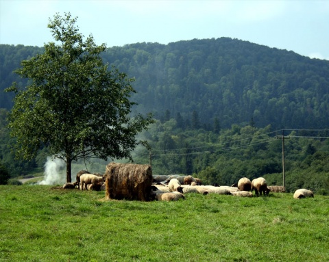 Kliknij na zdjęcie, żeby zobaczyć w pełnych wymiarach