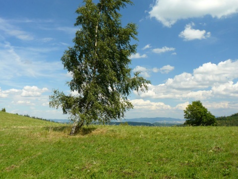 Kliknij na zdjęcie, żeby zobaczyć w pełnych wymiarach