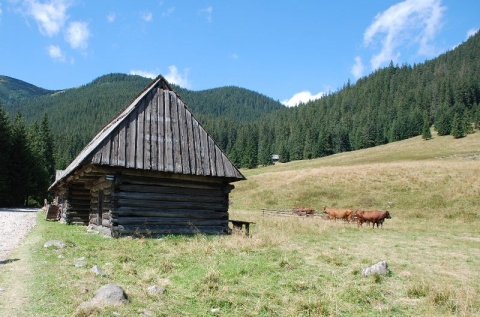 Kliknij na zdjęcie, żeby zobaczyć w pełnych wymiarach