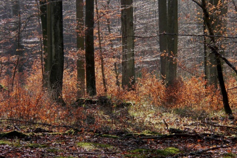 Kliknij na zdjęcie, żeby zobaczyć w pełnych wymiarach