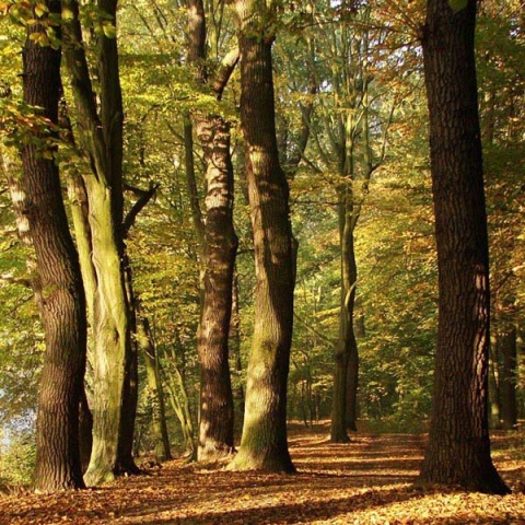 Kliknij na zdjęcie, żeby zobaczyć w pełnych wymiarach