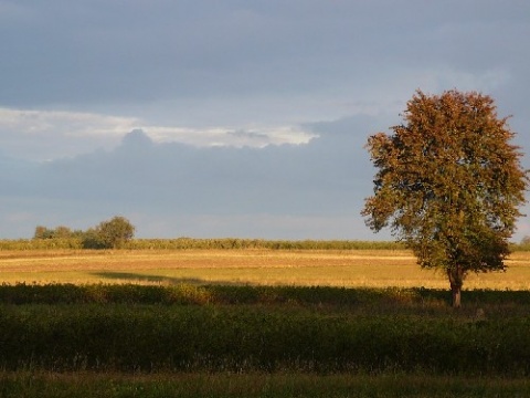 Kliknij na zdjęcie, żeby zobaczyć w pełnych wymiarach