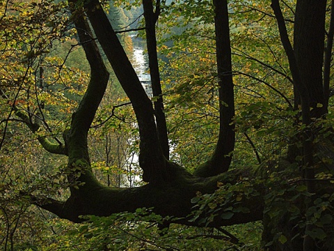 Kliknij na zdjęcie, żeby zobaczyć w pełnych wymiarach