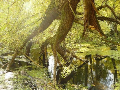 Kliknij na zdjęcie, żeby zobaczyć w pełnych wymiarach