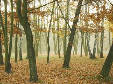 Kliknij na zdjęcie, żeby zobaczyć w pełnych wymiarach