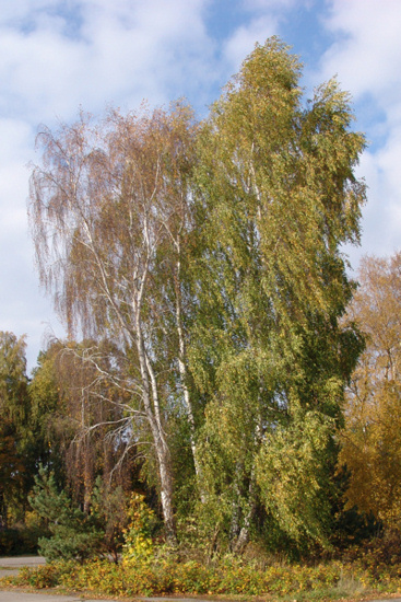 Kliknij na zdjęcie, żeby zobaczyć w pełnych wymiarach