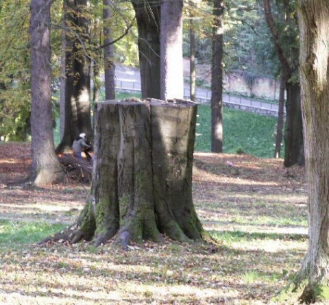 Kliknij na zdjęcie, żeby zobaczyć w pełnych wymiarach