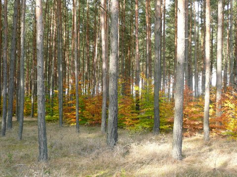 Kliknij na zdjęcie, żeby zobaczyć w pełnych wymiarach