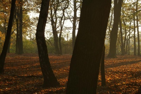 Kliknij na zdjęcie, żeby zobaczyć w pełnych wymiarach