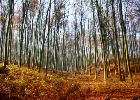 Kliknij na zdjęcie, żeby zobaczyć w pełnych wymiarach