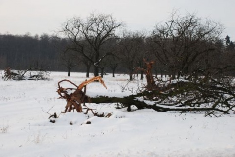 Kliknij na zdjęcie, żeby zobaczyć w pełnych wymiarach