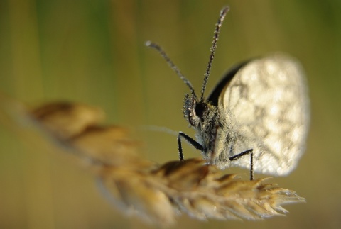 Kliknij na zdjęcie, żeby zobaczyć w pełnych wymiarach