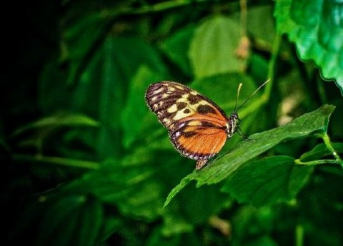 Kliknij na zdjęcie, żeby zobaczyć w pełnych wymiarach