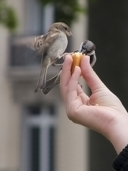 Kliknij na zdjęcie, żeby zobaczyć w pełnych wymiarach