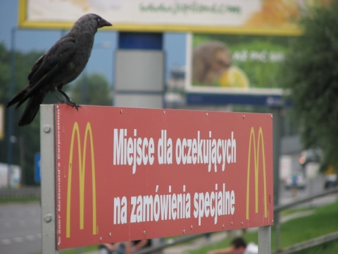 Kliknij na zdjęcie, żeby zobaczyć w pełnych wymiarach