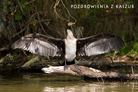 Kliknij na zdjęcie, żeby zobaczyć w pełnych wymiarach