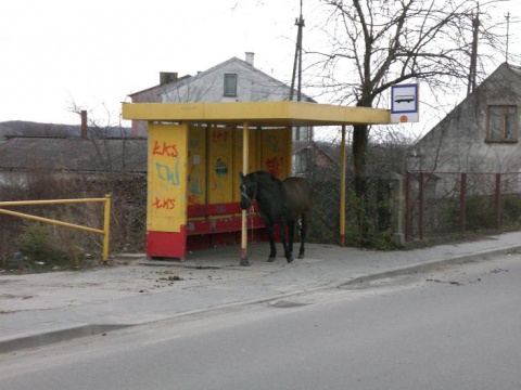 Kliknij na zdjęcie, żeby zobaczyć w pełnych wymiarach