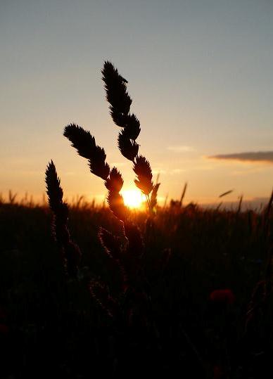 Kliknij na zdjęcie, żeby zobaczyć w pełnych wymiarach