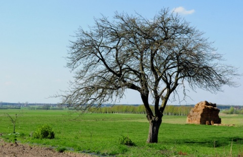 Kliknij na zdjęcie, żeby zobaczyć w pełnych wymiarach