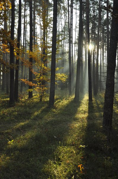 Kliknij na zdjęcie, żeby zobaczyć w pełnych wymiarach