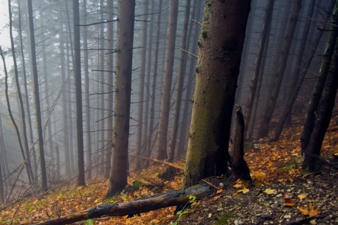 Kliknij na zdjęcie, żeby zobaczyć w pełnych wymiarach