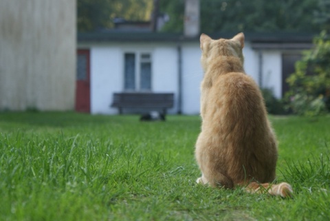 Kliknij na zdjęcie, żeby zobaczyć w pełnych wymiarach