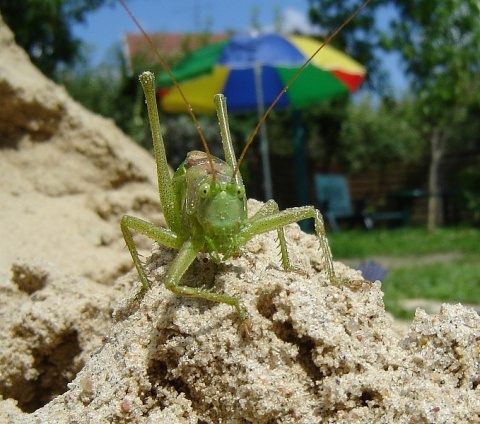 Kliknij na zdjęcie, żeby zobaczyć w pełnych wymiarach